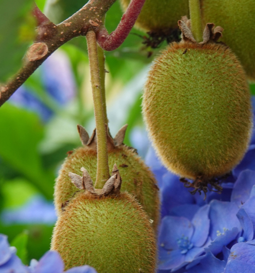 Redécouvrez le kiwi, ce petit bijou de fraîcheur au cœur de nos recettes hivernales.