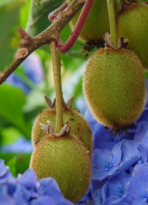 Redécouvrez le kiwi, ce petit bijou de fraîcheur au cœur de nos recettes hivernales.