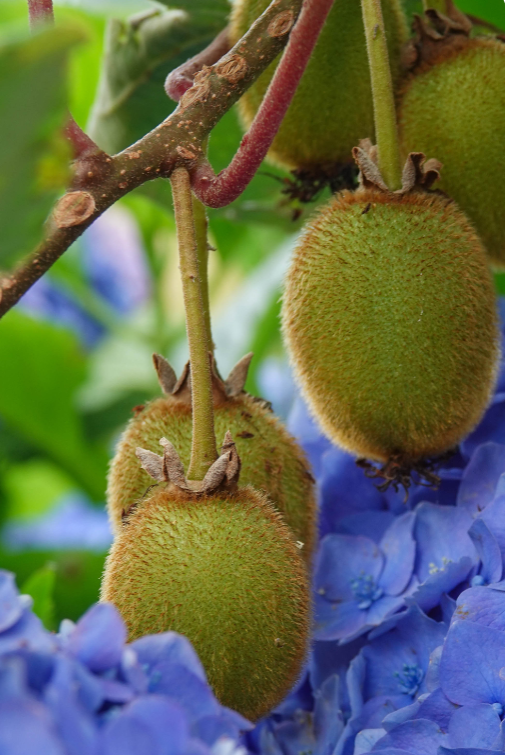 Redécouvrez le kiwi, ce petit bijou de fraîcheur au cœur de nos recettes hivernales.