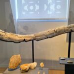 2 Musée du Vin de Champagne et d’Archéologie régionale (8)