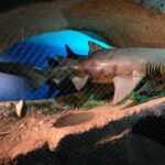 4 La Cave aux Coquillages (13)