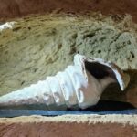 4 La Cave aux Coquillages (14)
