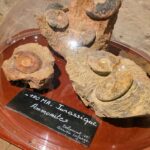 4 La Cave aux Coquillages (18)