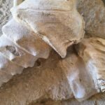 4 La Cave aux Coquillages (22)